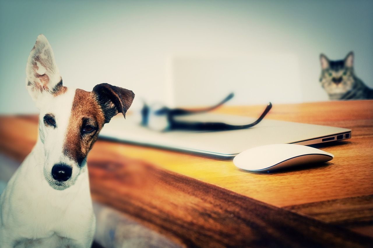 Un chien et un chat côte à côte